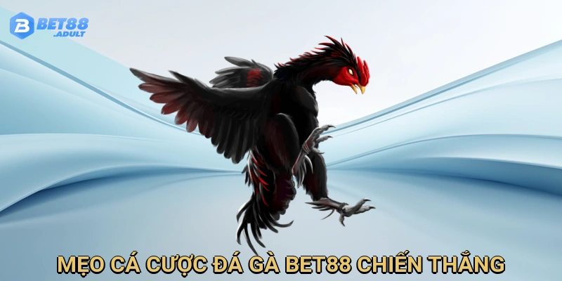 Áp dụng mẹo cá cược để thắng lớn tại sảnh đá gà
